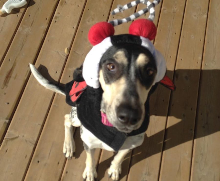 A picture of Tony Lepperts newest dog, Susan in a ladybug costume. Photo taken by Tony Leppert.