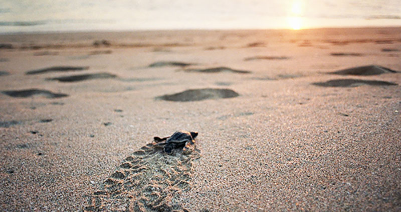 A Leatherback sea turtle hatchling travels across the sand at Playa Grande, Costa Rica in 2003. Spanish students will be visiting a similar sea turtle nesting site when they travel to Costa Rica in the summer of 2018. Photo used with permission of Tribune News Service. 