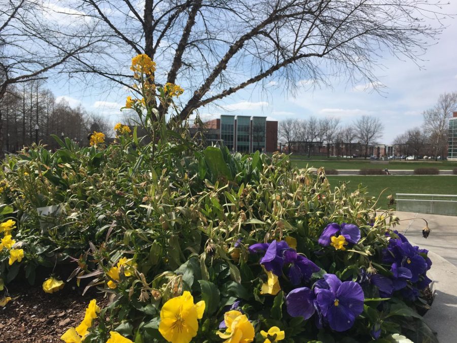 Yellow and purple pansies bloom in the gardens of University of Indianapolis on Apr. 6.