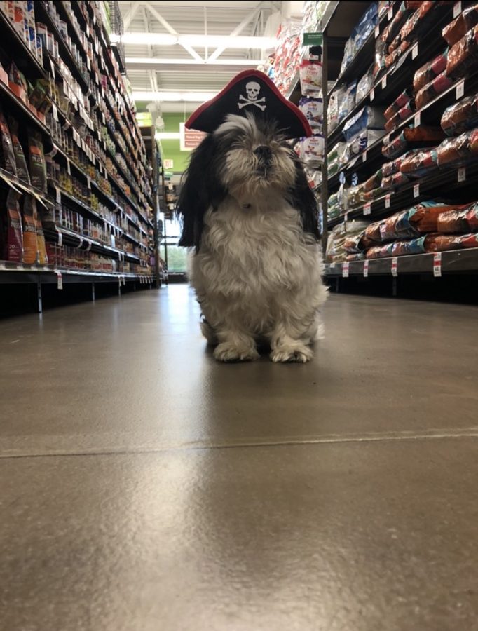 Small dog dressed up as a pirate searches the shelves for treasure.