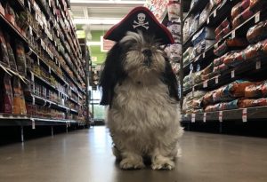 Small dog dressed up as a pirate searches the shelves for treasure.