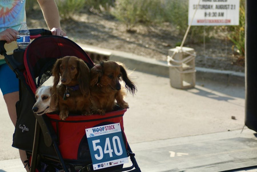 After an hour and 16 minutes, a stroller full of dachshunds crosses over the finish line on Aug. 21. The group was accompanied by a second stroller of dachshunds that were not far behind and finished soon after. 