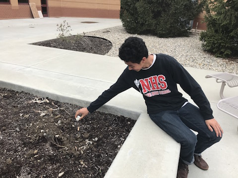 Senior Matthieu Picard picks up trash outside at lunch on April 21. Photo by Claire Rosenthall.
