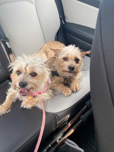 Senior Sean Paree-Huff’s dogs Chai (left) and Latte (right) keep each other company on a car ride. Chai and Latte are rescue dogs that have been part of the Paree-Huff family for most of their lives. 