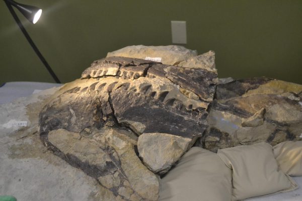 An allosaurus jaw sits on display at the R.B. Annis Mission Jurassic Paleo Prep Lab in the Dinosphere on Nov. 16. Unofficially nicknamed “Kevin,” the allosaurus was originally discovered in 2020. The Children’s Museum of Indianapolis (TCM) preparators continue to separate the allosaurus bone from the surrounding rock—a process they hope to complete by 2028. 