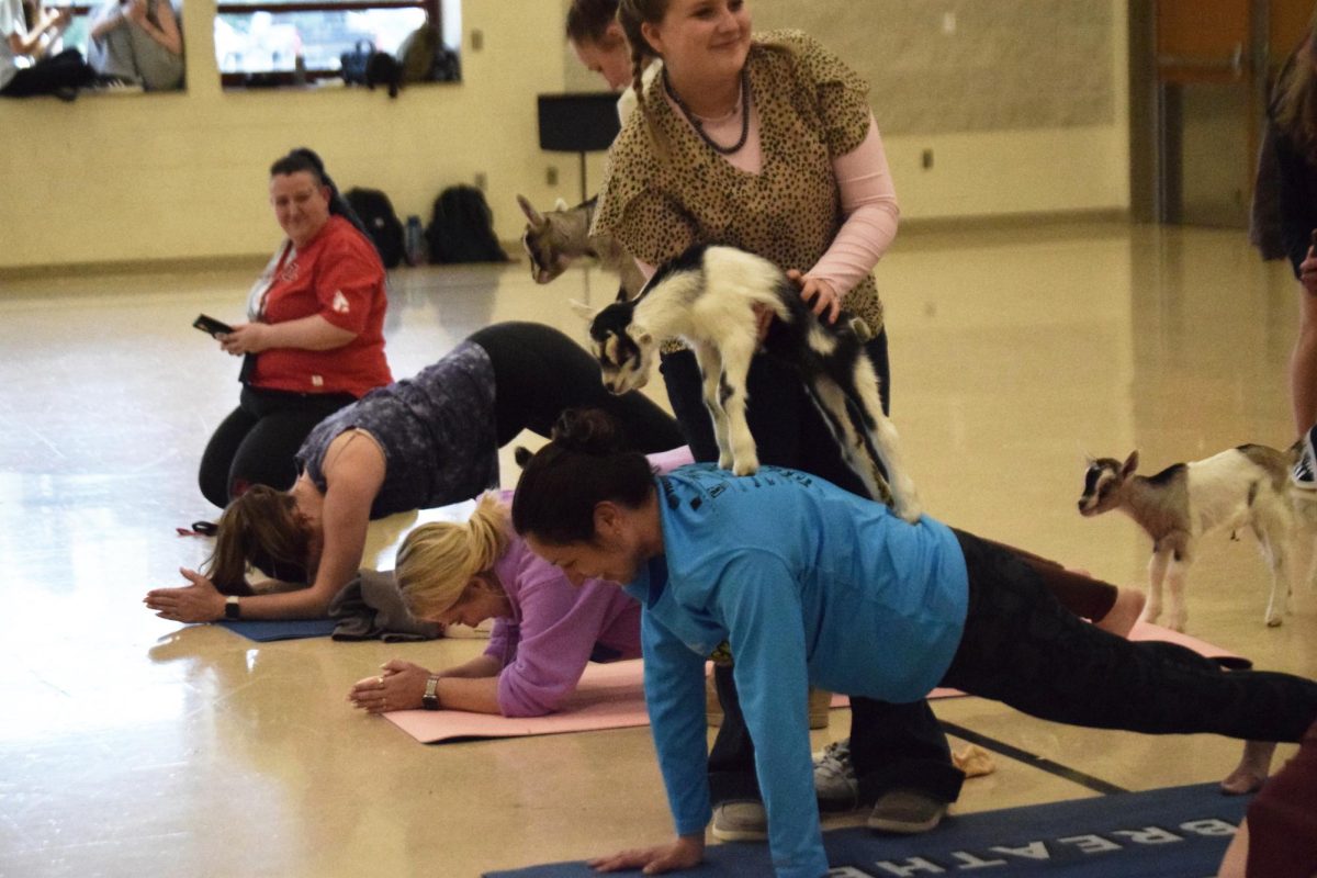 Volunteer Zoe Haemmerle setting a baby goat on English teacher Shanna McCabe during goat yoga on May 6.