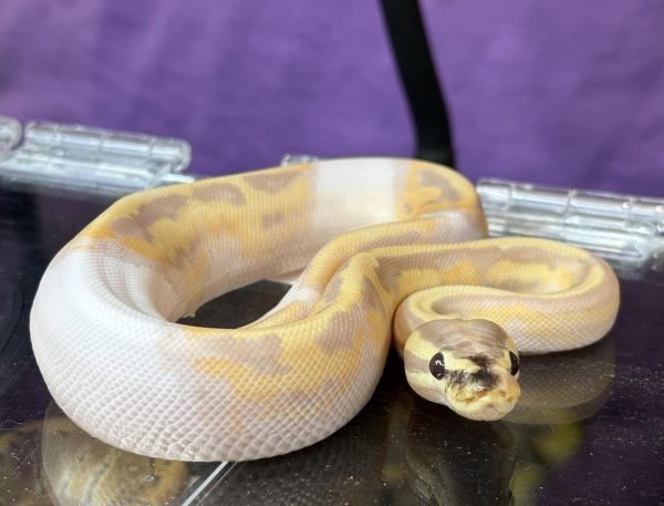 This is a banana pied ball python. Ball pythons are a long time popularity due to the variety of colors and patterns breeders have achieved. 