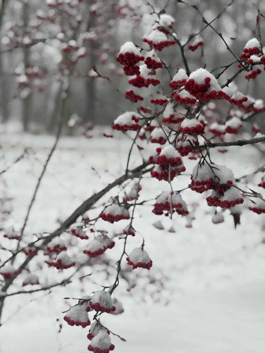 A picture of a plant covered in snow. Photo by Gavin Koontz. Jan 5,2025. 